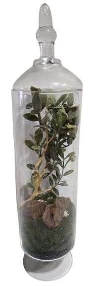Terrarium Specimen Display Set Decor