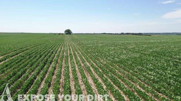 Tract 3: 160± Acres: NE 1/4 SEC 31