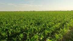 Dryland Farm