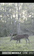 Union County IL 89+- Acres / 3006A