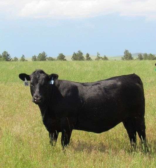 Craft Heifers - 3 Hd Pasture Bred