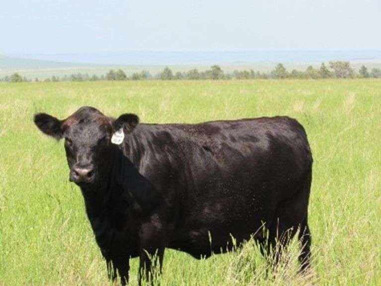 Koch Heifers - 3 Hd Pasture Bred