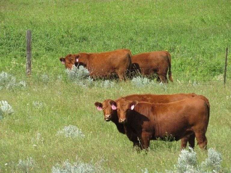 Brubaker Heifers - 11 Hd AI Bred Unsexed