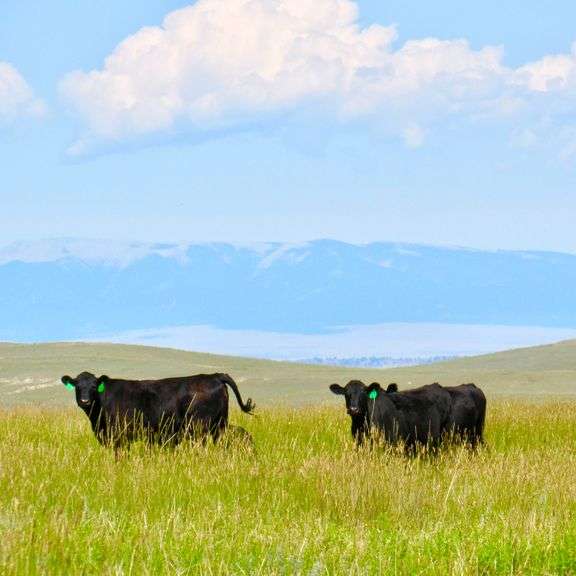 Mundt Heifers - 12 Hd AI Bred Carrying Bull Calves