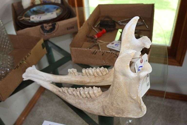 Large animal jaw bone - Located upstairs