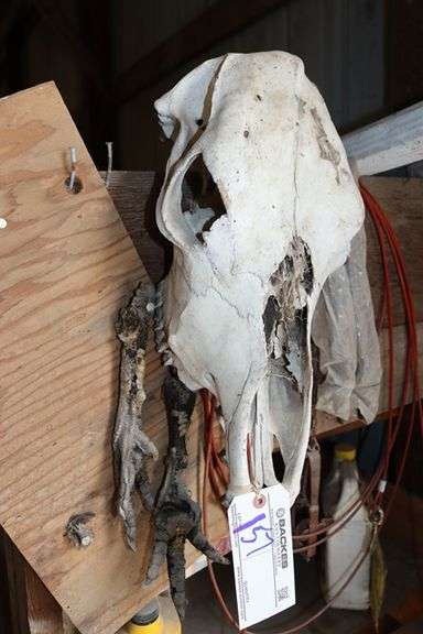Bull skull