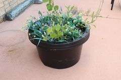 Times 2 - 26" round plastic flower pots