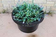 Times 2 - 26" round plastic flower pots