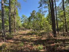 Bass Estate +/- 44 Acres, Hwy 441 & Hwy 319, Coffee County
