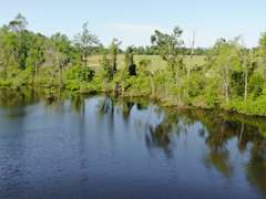 Bass Estate +/- 44 Acres, Hwy 441 & Hwy 319, Coffee County