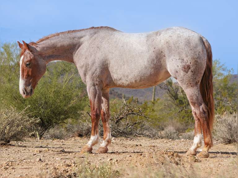 BET ON THE METAL DR- 2023 AQHA Mare by MAGNETICAT x Bet Hesa Cat dgt *Riata Buckle Eligible*