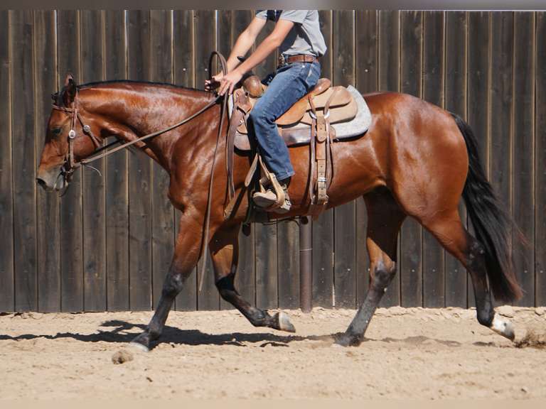 DRUNK ON WHIZKEY- 2023 Bay Gelding by Whizkey On The Rocks (Topsail Whiz) x Gunners Masquerade (Colo