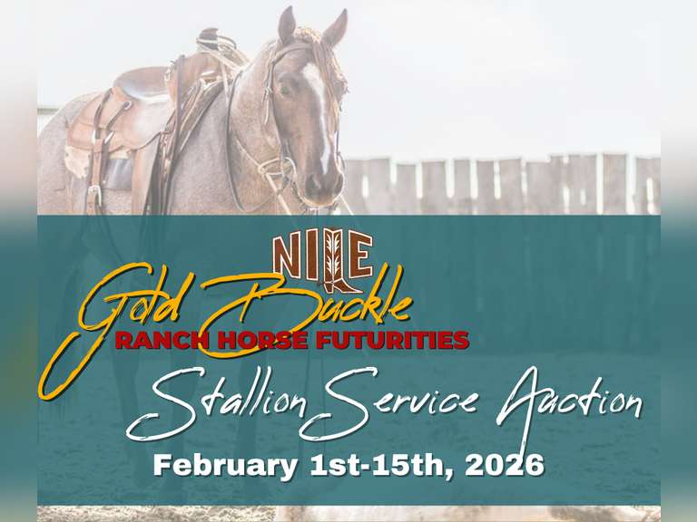 NILE 2026 Gold Buckle Stallion Service Auction