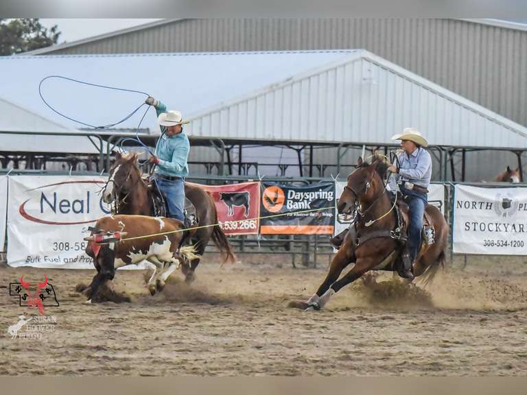 CM TUFF TYREE- Finished Head Horse- 2012 AQHA Gelding