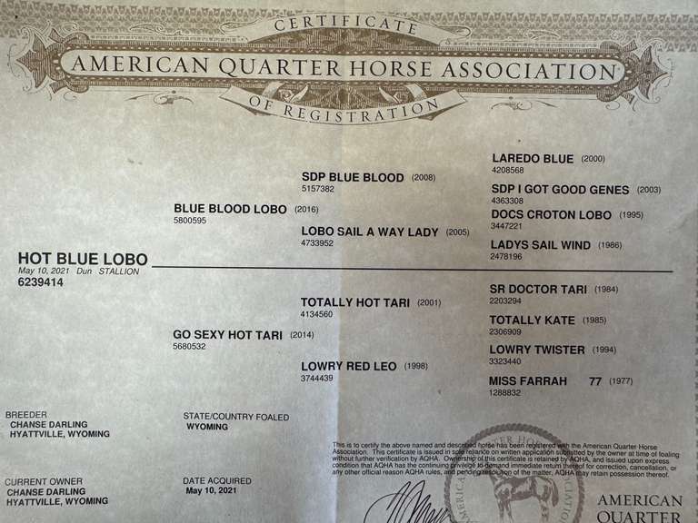 HOT BLUE LOBO- Ranch Horse/ Rope Prospect