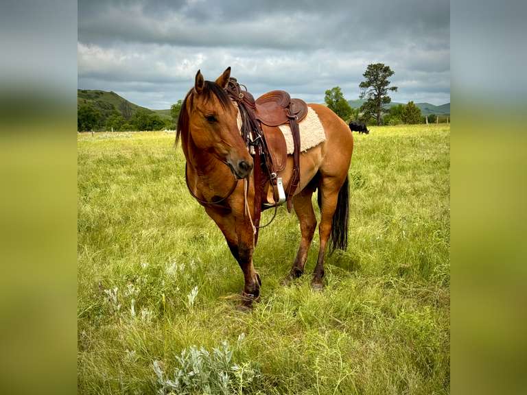 HOT BLUE LOBO- Ranch Horse/ Rope Prospect