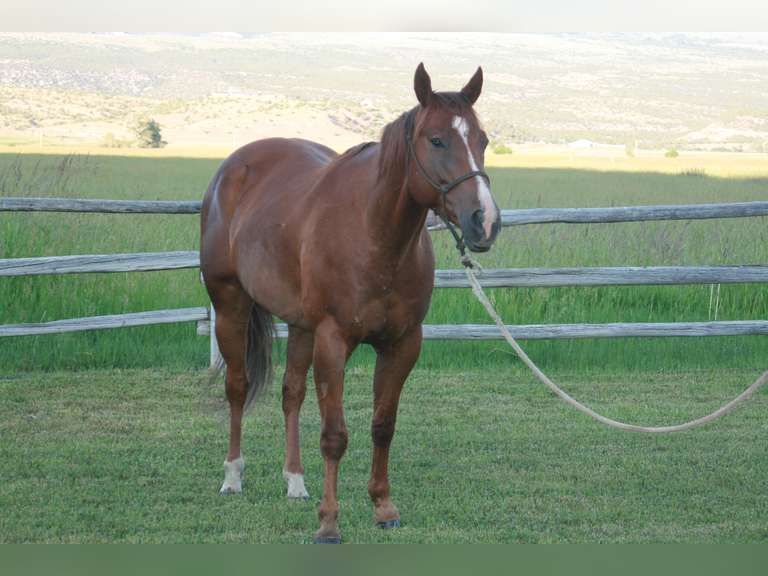 LDB A FAST MOON GUY- Ranch Horse/ Rope Horse
