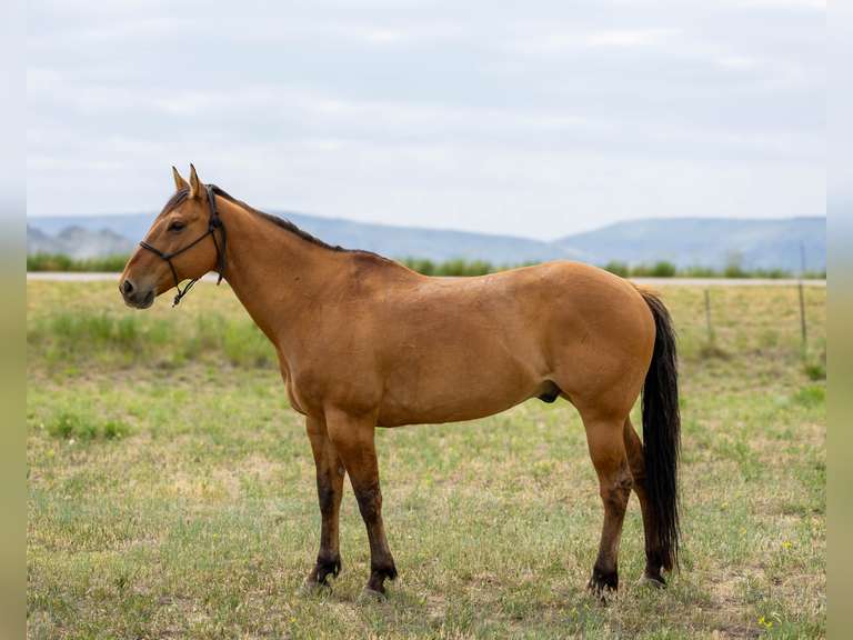 DANDY BOY BEAR- Gentle, Switch End Roper, Ranch/ All Around Gelding