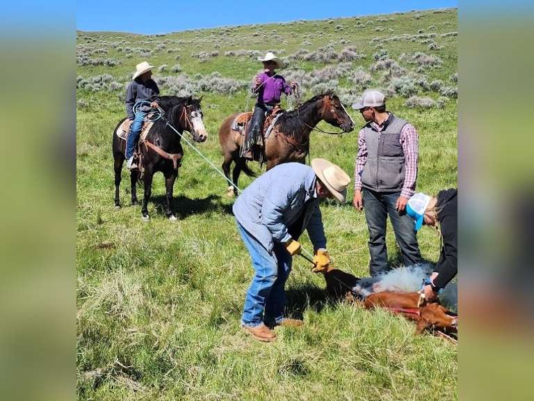 TWO GUN CUPID- Ranch/ All Around Gelding