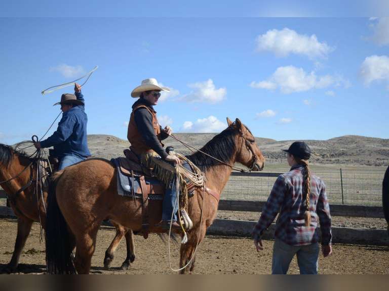 DANDY BOY BEAR- Gentle, Switch End Roper, Ranch/ All Around Gelding
