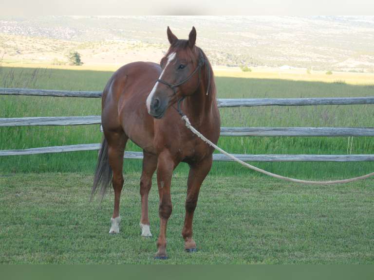 LDB A FAST MOON GUY- Ranch Horse/ Rope Horse