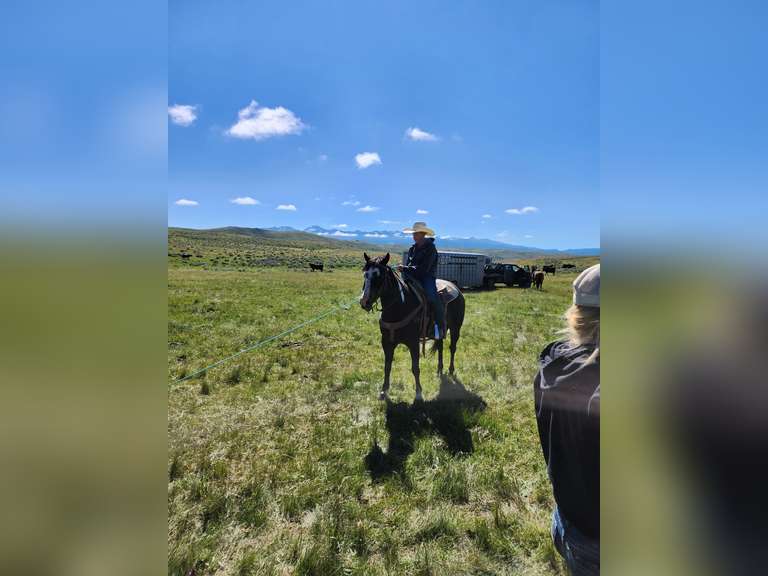 TWO GUN CUPID- Ranch/ All Around Gelding