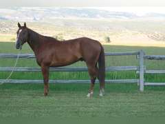 LDB A FAST MOON GUY- Ranch Horse/ Rope Horse