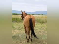 DANDY BOY BEAR- Gentle, Switch End Roper, Ranch/ All Around Gelding
