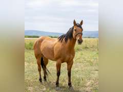 DANDY BOY BEAR- Gentle, Switch End Roper, Ranch/ All Around Gelding