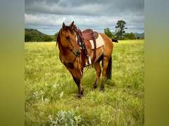 HOT BLUE LOBO- Ranch Horse/ Rope Prospect