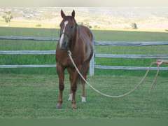 LDB A FAST MOON GUY- Ranch Horse/ Rope Horse