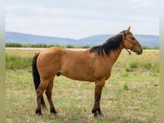 DANDY BOY BEAR- Gentle, Switch End Roper, Ranch/ All Around Gelding