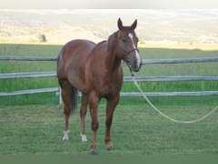 LDB A FAST MOON GUY- Ranch Horse/ Rope Horse