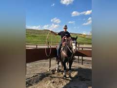 TWO GUN CUPID- Ranch/ All Around Gelding