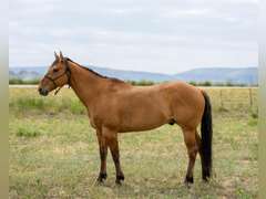 DANDY BOY BEAR- Gentle, Switch End Roper, Ranch/ All Around Gelding