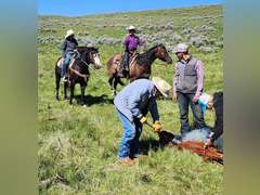 TWO GUN CUPID- Ranch/ All Around Gelding