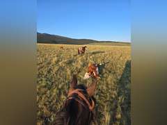 TWO GUN CUPID- Ranch/ All Around Gelding