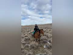 DANDY BOY BEAR- Gentle, Switch End Roper, Ranch/ All Around Gelding