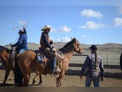 DANDY BOY BEAR- Gentle, Switch End Roper, Ranch/ All Around Gelding
