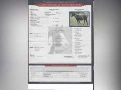 TWO GUN CUPID- Ranch/ All Around Gelding