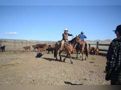 DANDY BOY BEAR- Gentle, Switch End Roper, Ranch/ All Around Gelding
