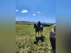 TWO GUN CUPID- Ranch/ All Around Gelding