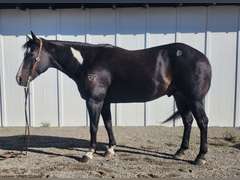 TWO GUN CUPID- Ranch/ All Around Gelding
