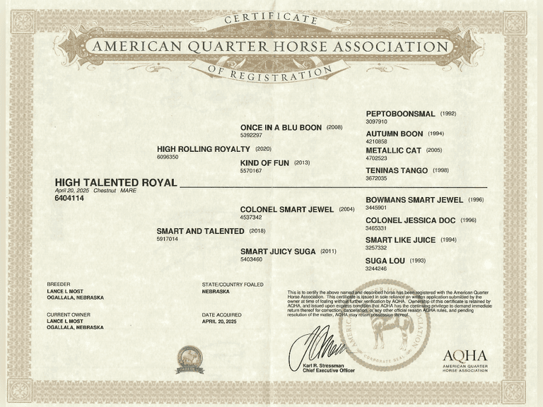 HIGH TALENTED ROYAL- 2025 AQHA Mare