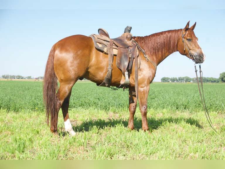 LIL SMART BAR- 2020 AQHA Gelding