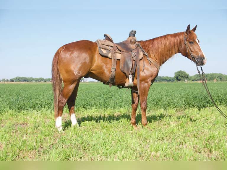 COLONEL JEWEL SPOOK- 2019 AQHA Gelding