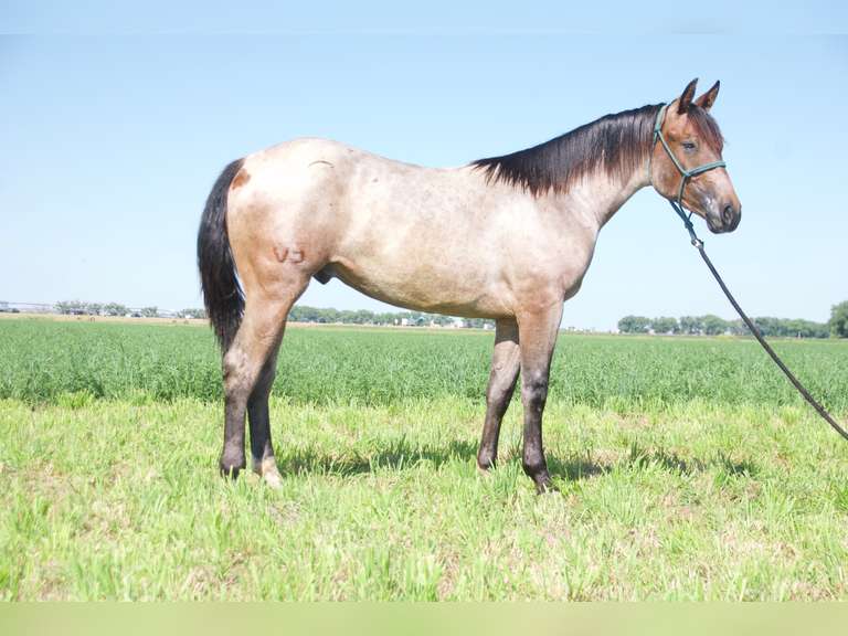 SHEZA ROLLING- 2024 AQHA Gelding