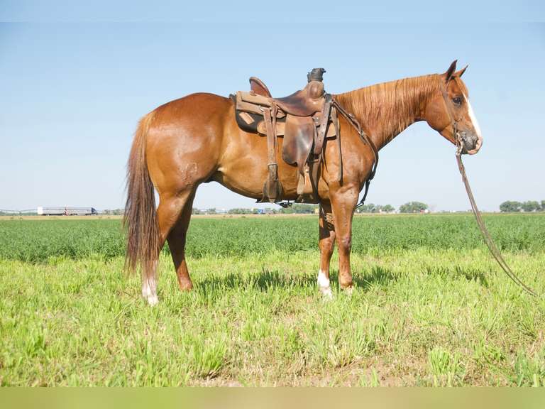 SMART MONEY SHOT- 2019 AQHA Gelding