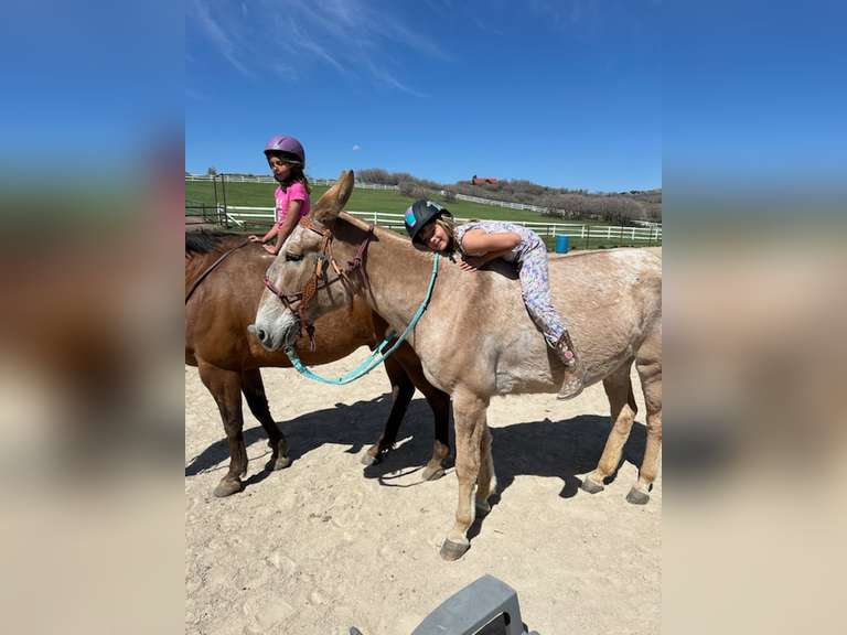 Roan- 16 Yr old Molly