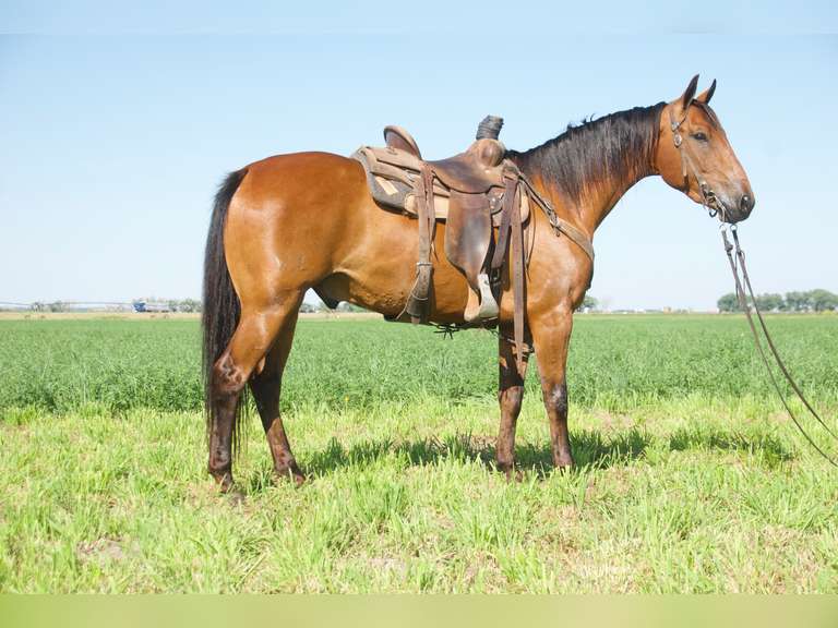COLONEL SMART BOOTS- 2021 AQHA Gelding